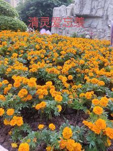 勇敢向前冲免费 勇敢向前冲免费